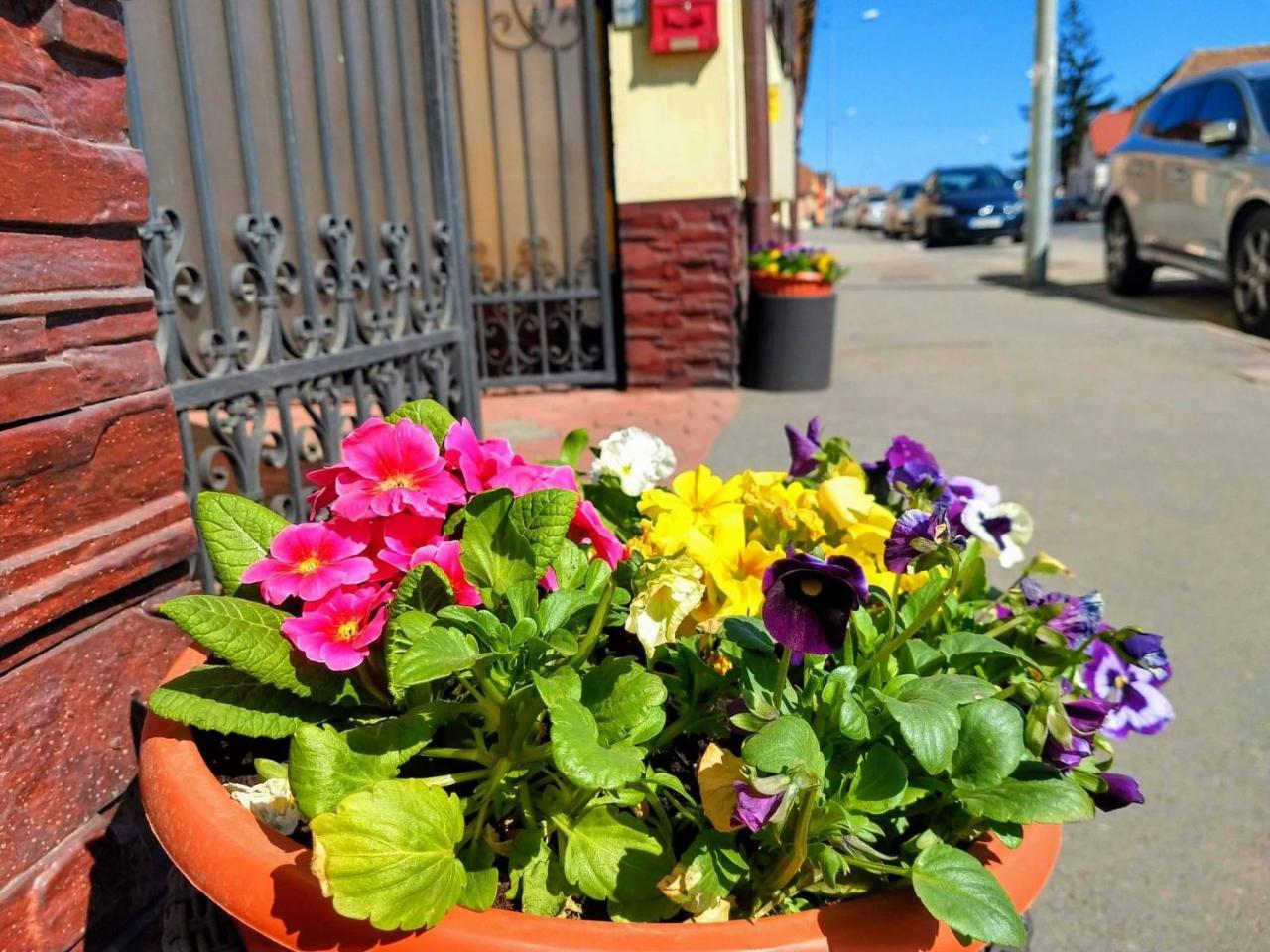 Pensiunea Magnolia Sibiu Bagian luar foto