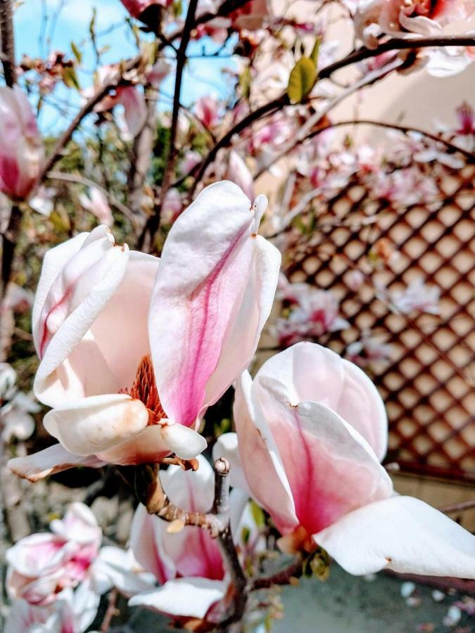 Pensiunea Magnolia Sibiu Bagian luar foto