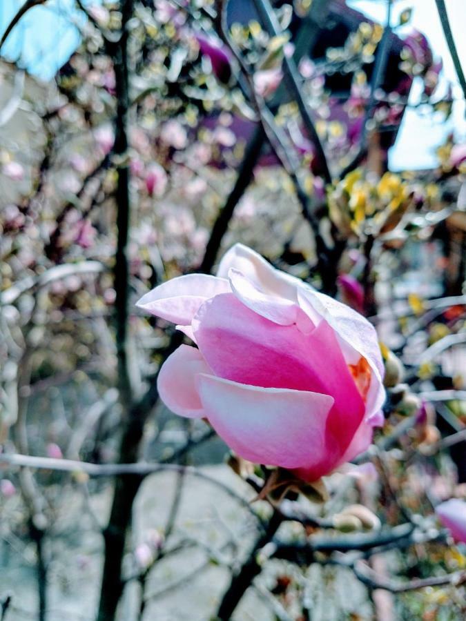 Pensiunea Magnolia Sibiu Bagian luar foto