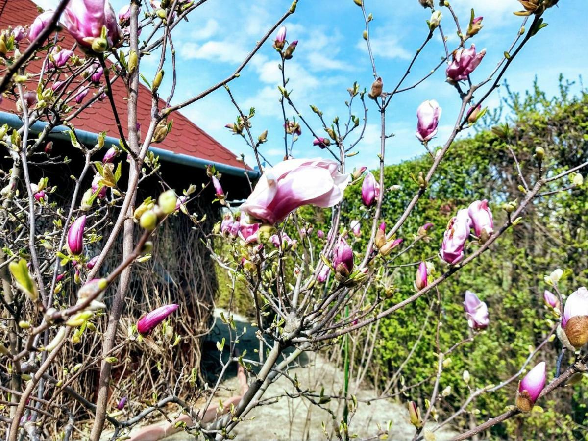 Pensiunea Magnolia Sibiu Bagian luar foto